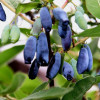Lonicera caerulea extract